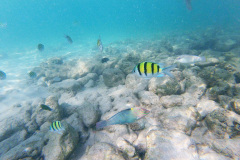 DCIM102GOPRO